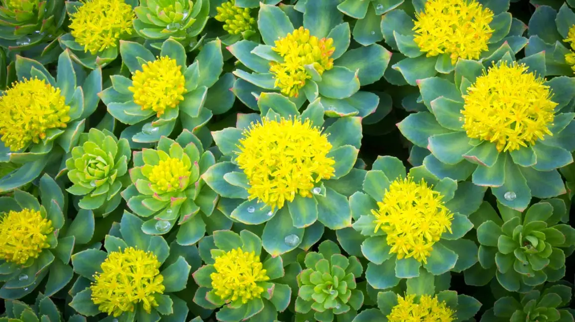 Saffron vs Rhodiola for ADHD: Which Supplement Wins for Focus?